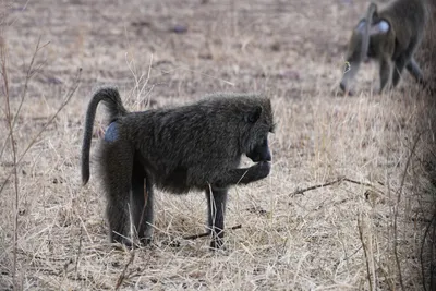 DSC_4043 (Large).JPG